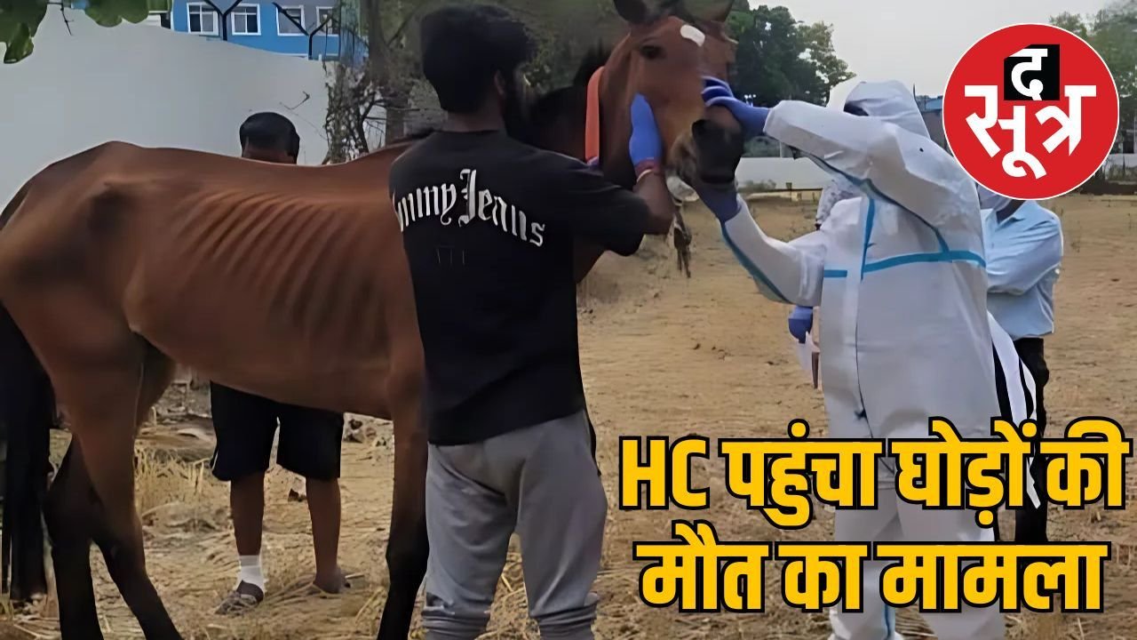 अब HC की निगरानी में 12 घोड़ों की मौत, 800 पेज की याचिका में दिया गया दोगुना पेजों का जवाब