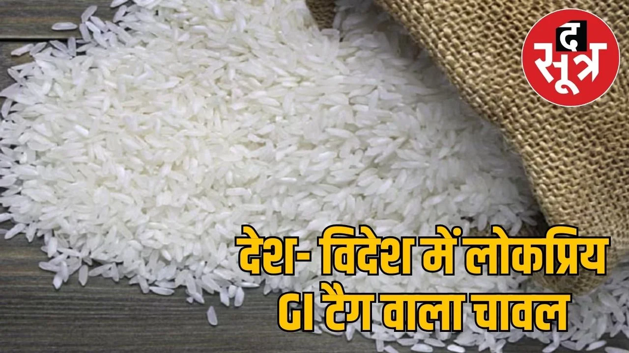 बासमती को टक्कर दे रहा हेल्दी जीराफूल चावल, विदेश में डिमांड, इसकी खेती से मिलेगा लाभ!
