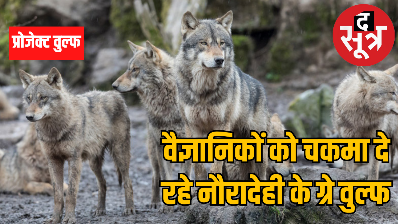नौरादेही के ग्रे वुल्फ को रेडियो कॉलर नहीं पहना पा रहे वाइल्ड लाइफ एक्सपर्ट