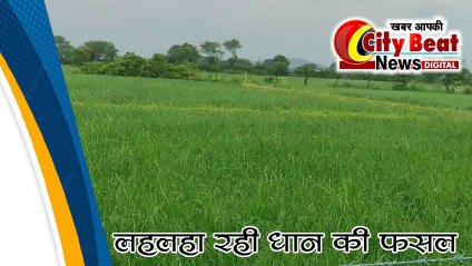 पिछले वर्ष की तुलना में बाड़ी — बरेली क्षेत्र में बढ़ा धान का रकबा लह लहाई धान, खिल खिलाए किसान